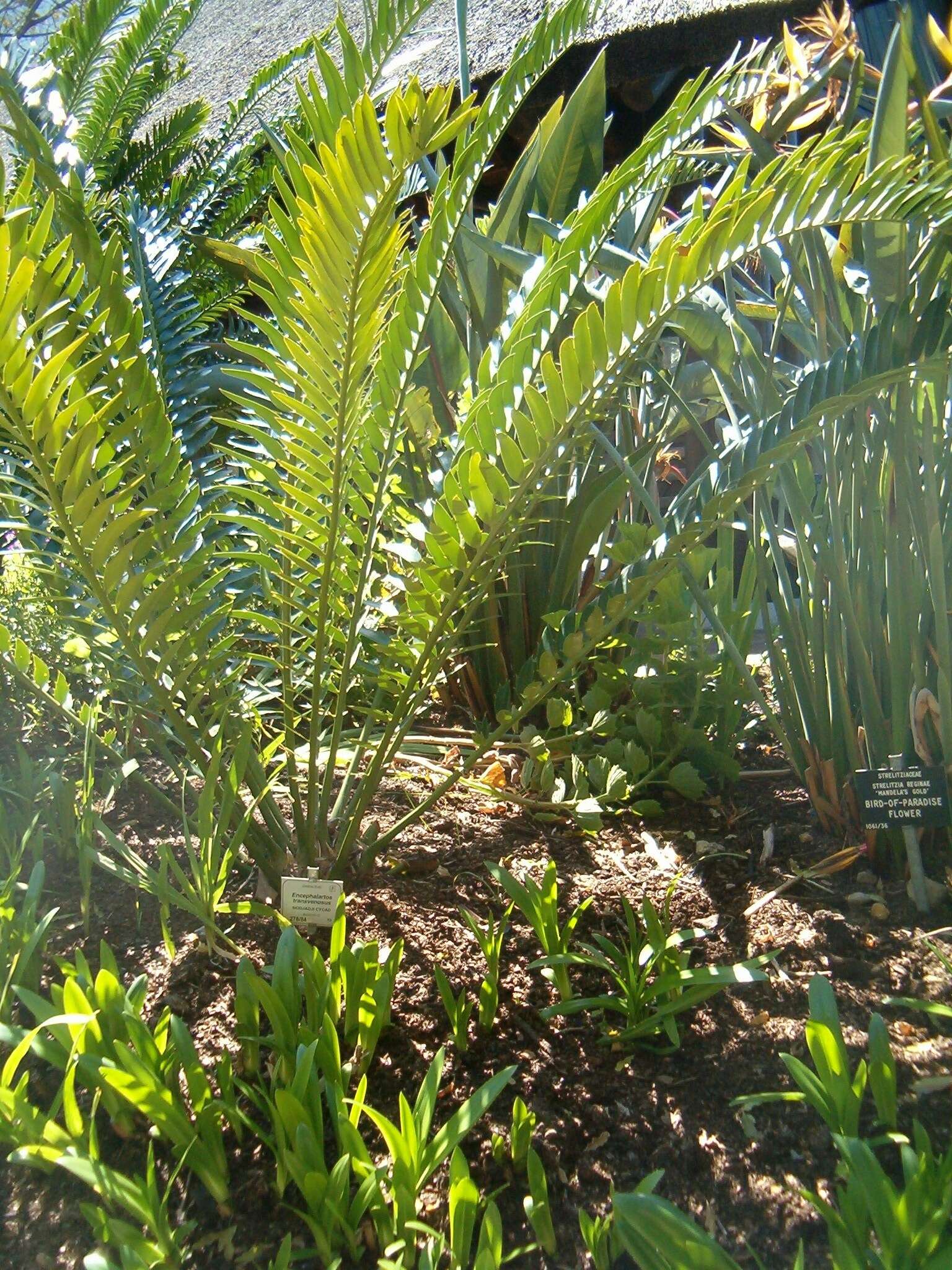 Image of Modjadji Cycad