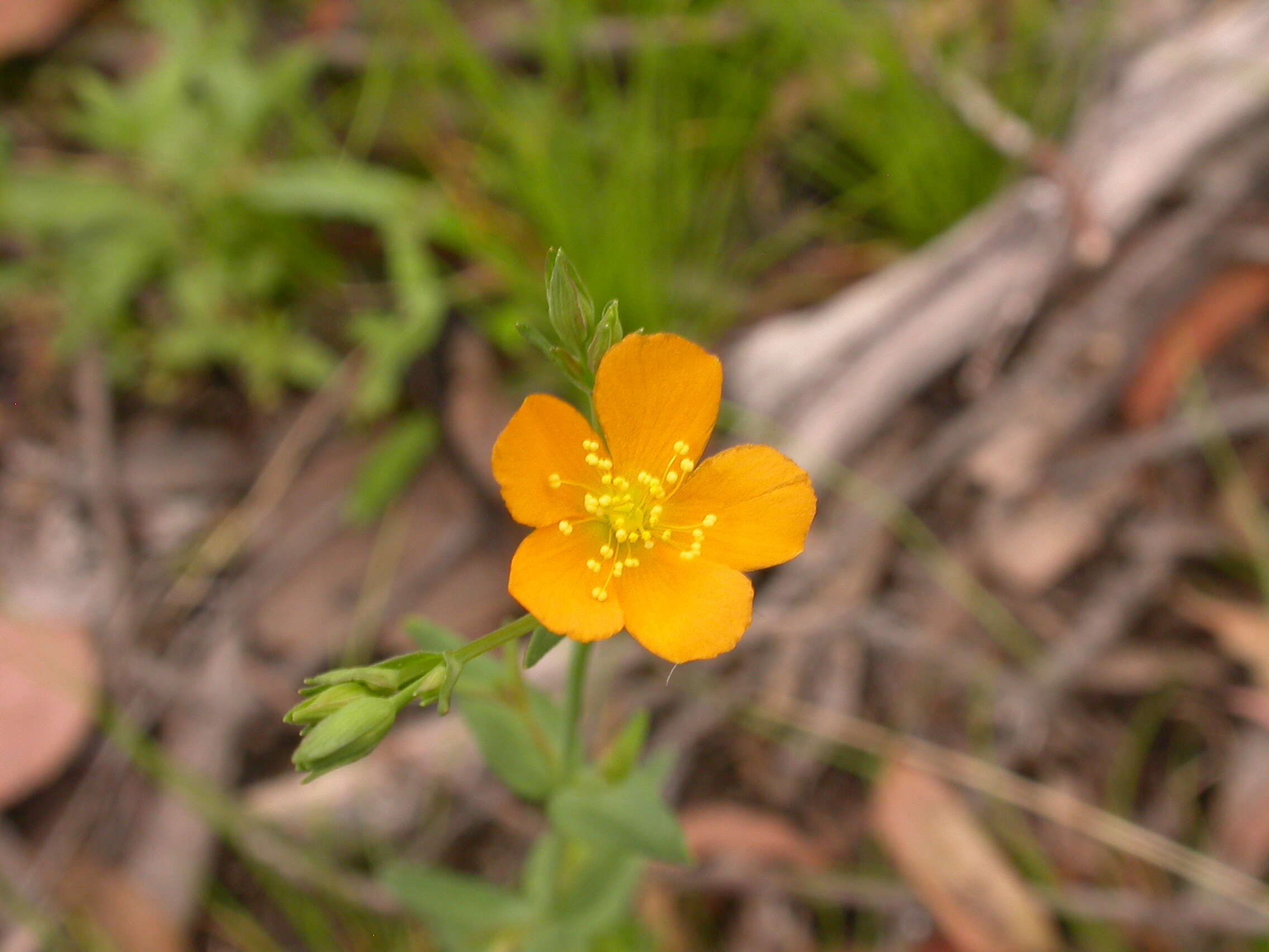 Image of grassy St. Johnswort