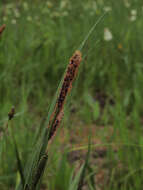 Image of water sedge