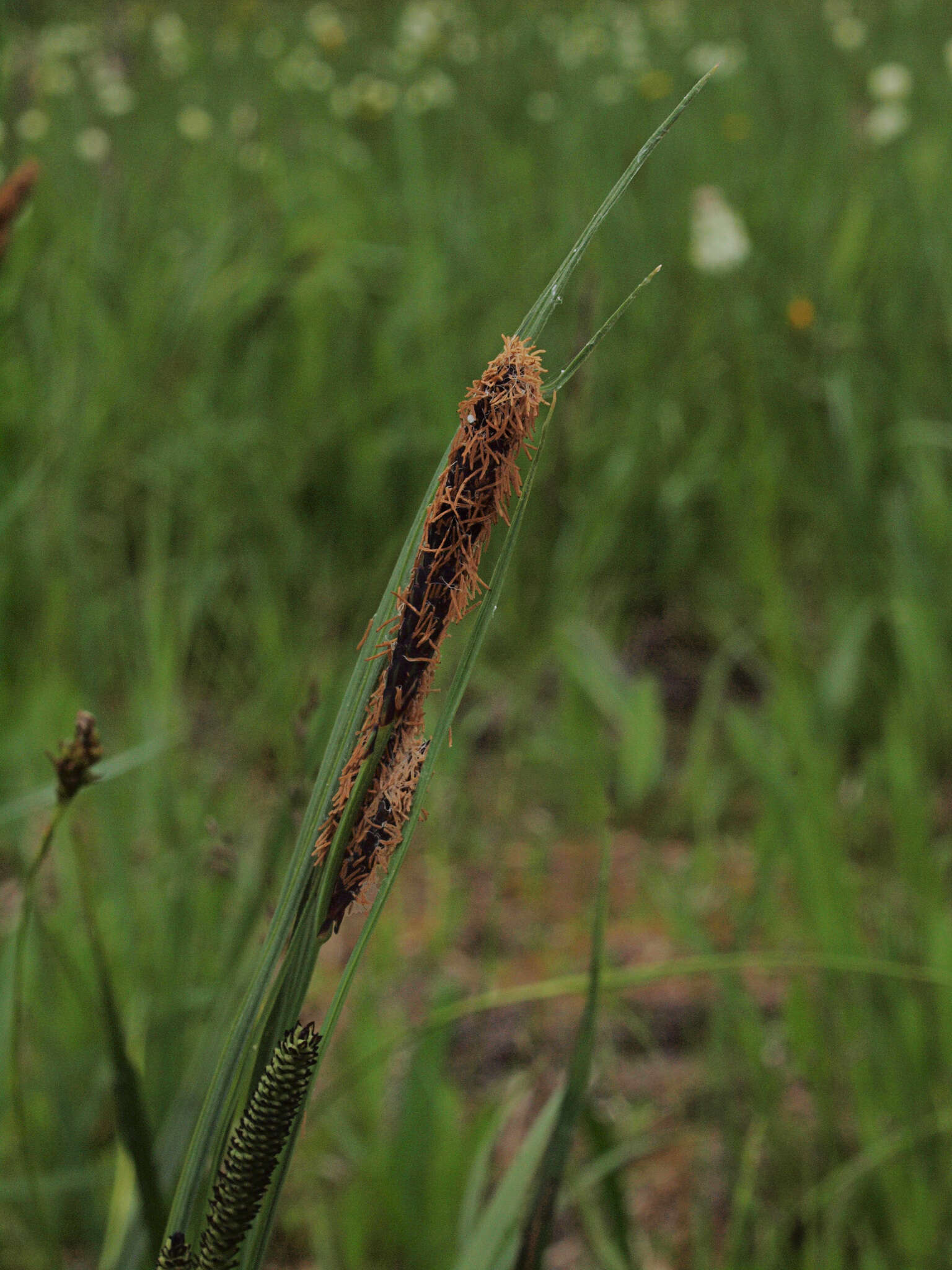 Image of water sedge