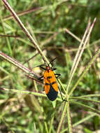 Image of Oncopeltus (Oncopeltus) varicolor (Fabricius & J. C. 1794)