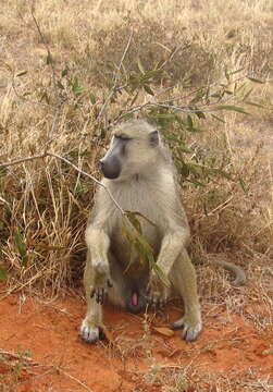 Image of Yellow Baboon