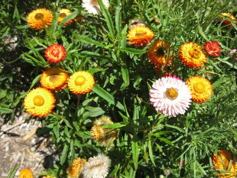 Image of bracted strawflower