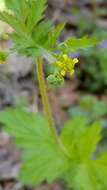 Plancia ëd Geum vernum (Raf.) Torr. & Gray