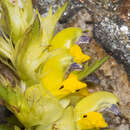 Image of Aristate Yellow-rattle