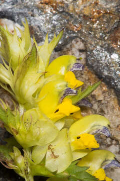 Image of Rhinanthus glacialis Personn.