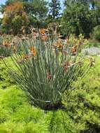 Image of Strelitzia juncea (Ker Gawl.) Link