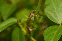 Image of Polacantha