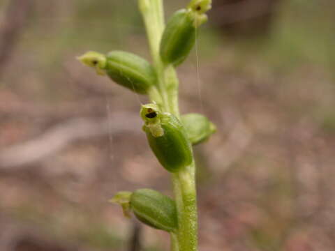 Image of Common onion orchid