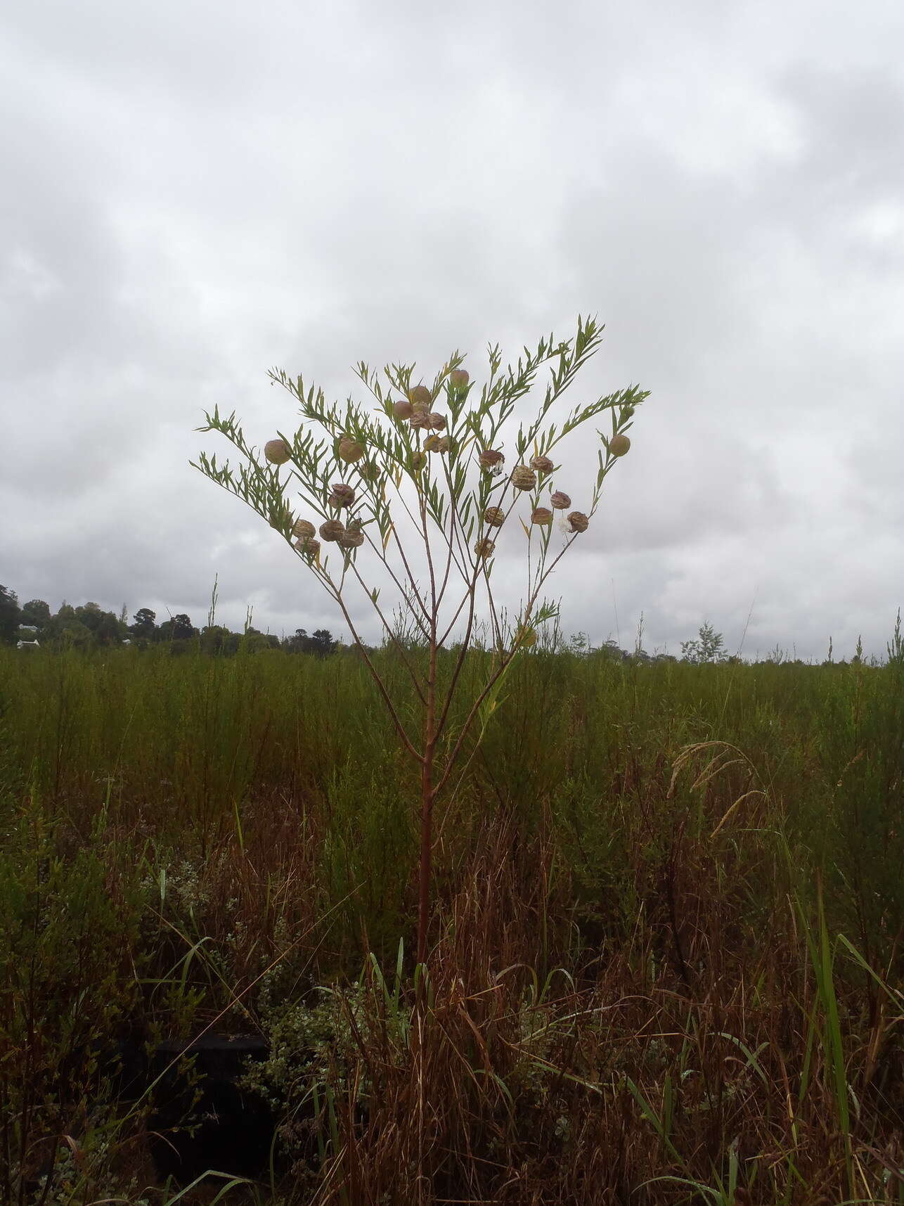 Plancia ëd Gomphocarpus physocarpus E. Meyer