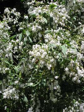 Image of Prostanthera lasianthos Labill.