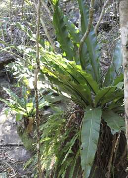 Image of Australian bird's-nest fern