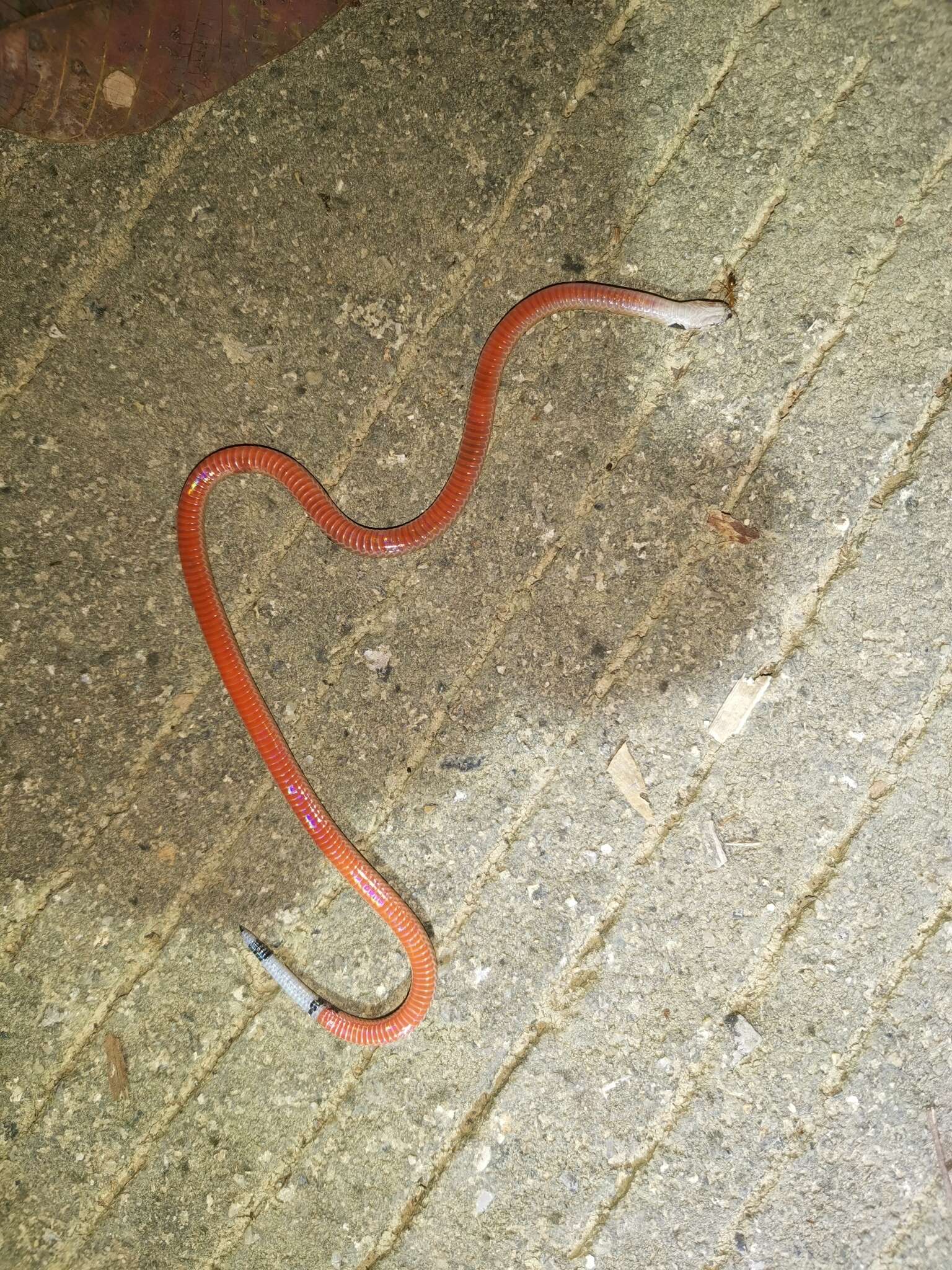 Calliophis maculiceps maculiceps (Günther 1858)的圖片