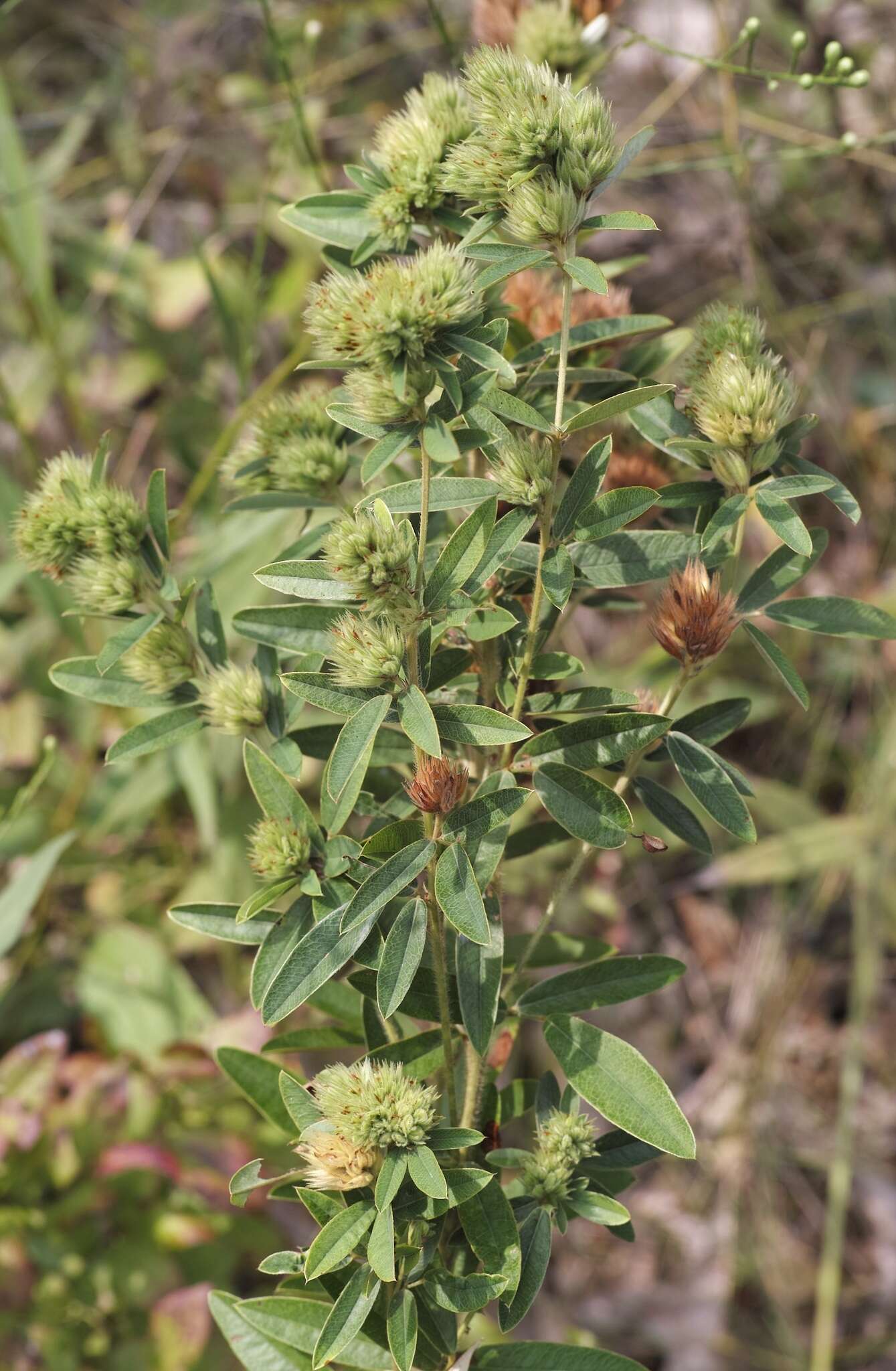 Image of roundhead lespedeza