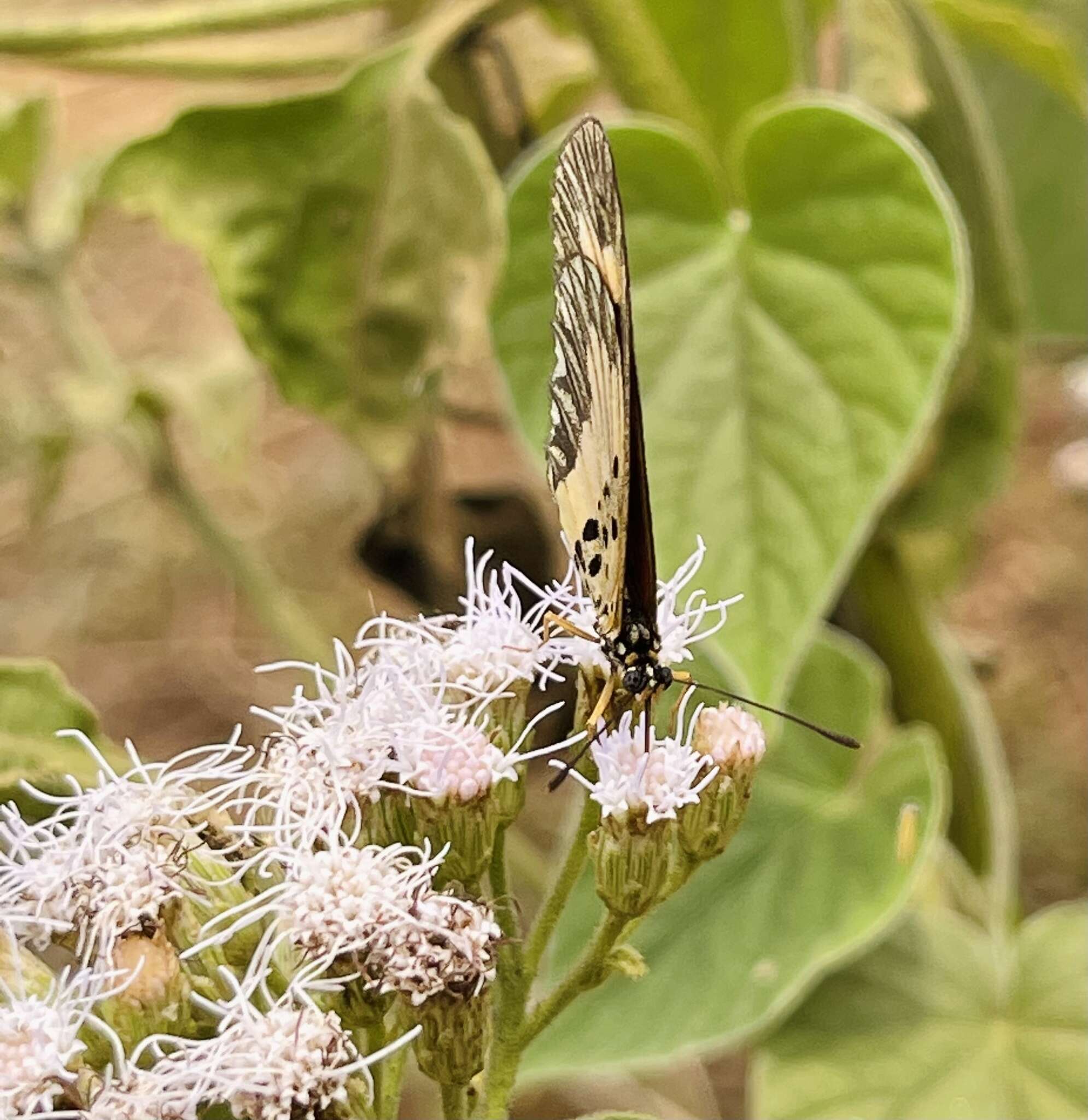 Image of <i>Acraea <i>bonasia</i></i> bonasia