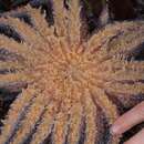 Image of Sunflower star