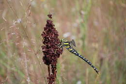 Image of golden-ringed dragonfly