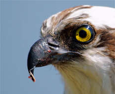 Image of ospreys