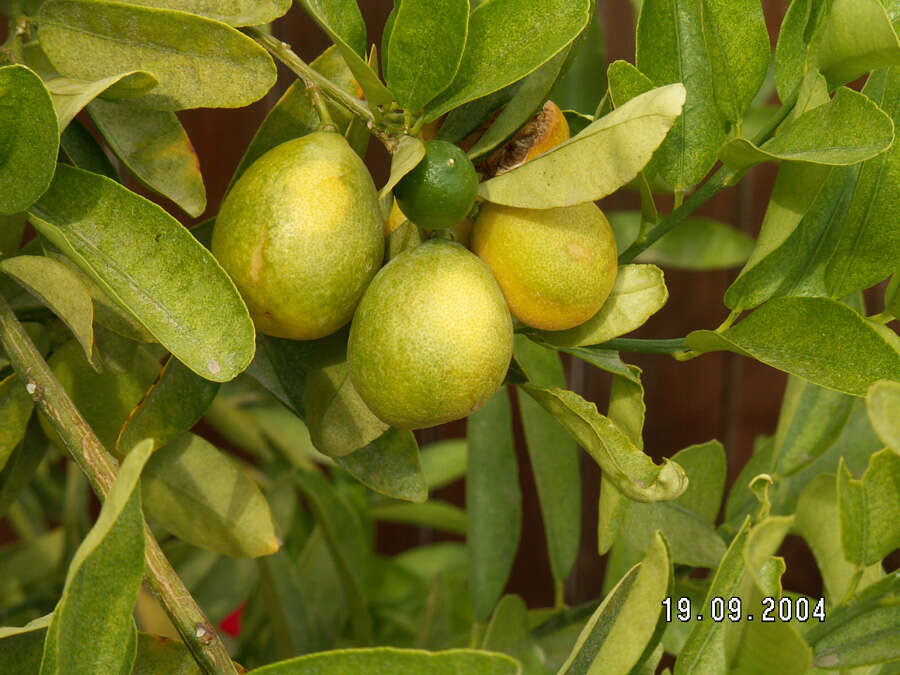 Image of Citrus × limon