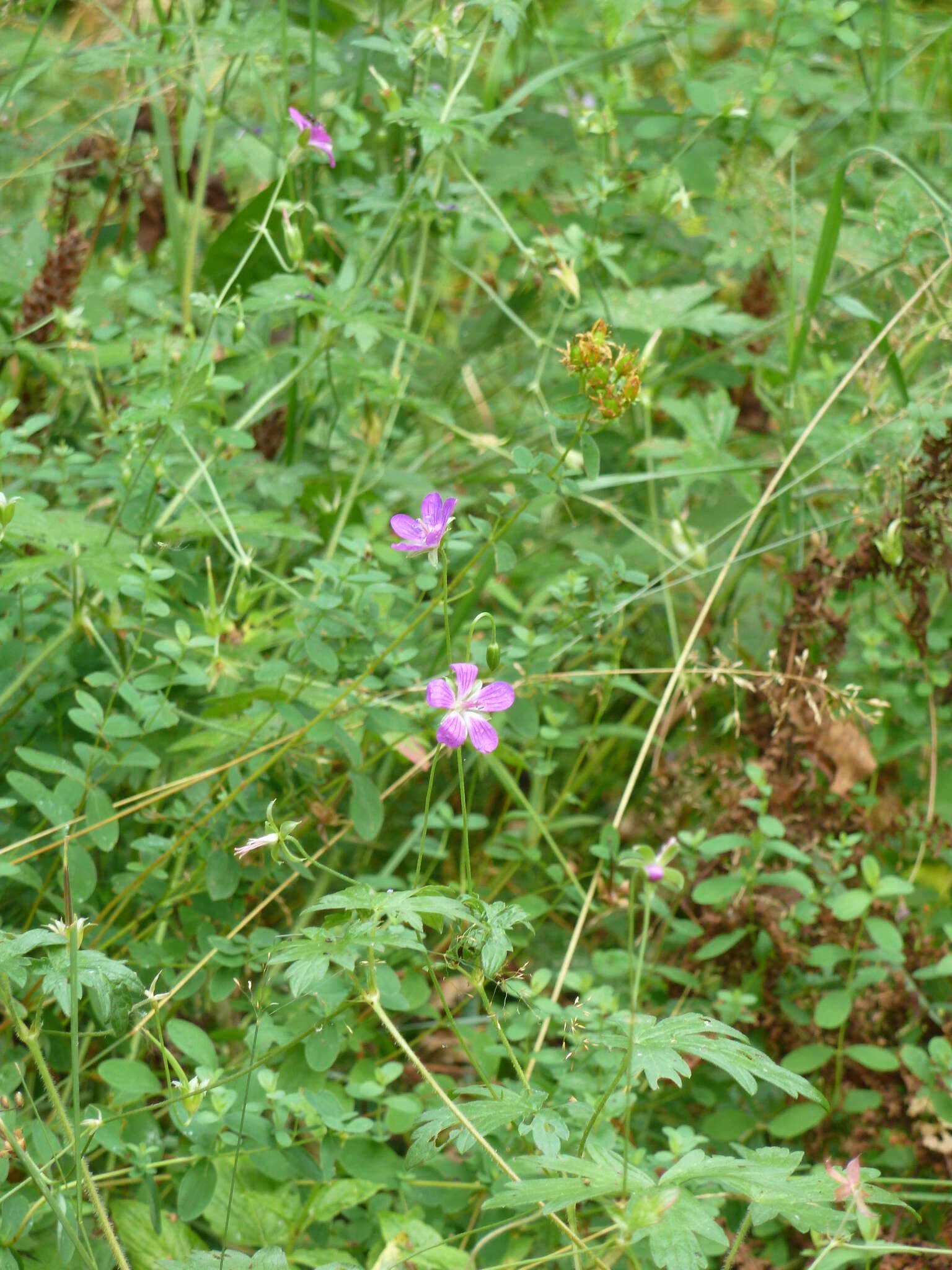 Imagem de Geranium palustre L.