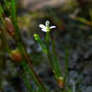 Image de Stylidium despectum R. Br.