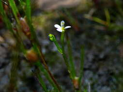 Image de Stylidium despectum R. Br.