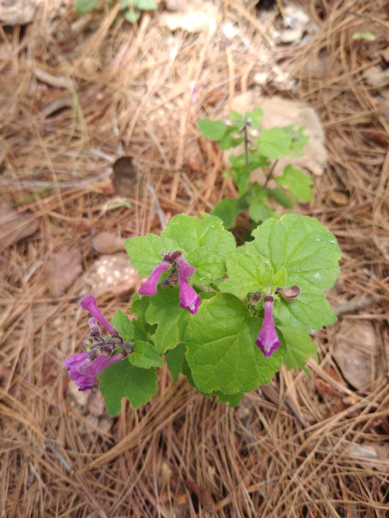 Image of Scutellaria guatemalensis Leonard