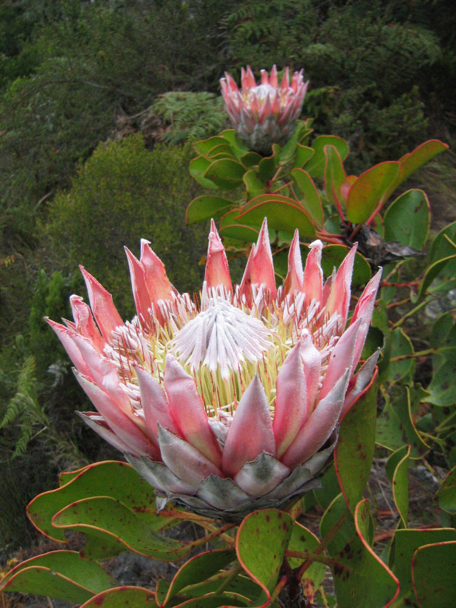 Imagem de Protea cynaroides (L.) L.