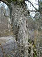 Image of Common Juniper