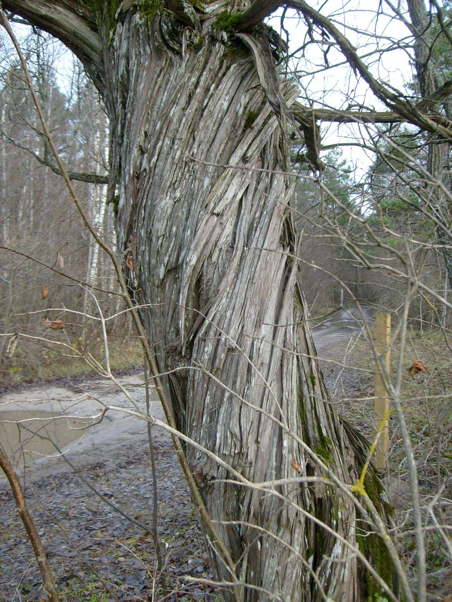 Image of Common Juniper
