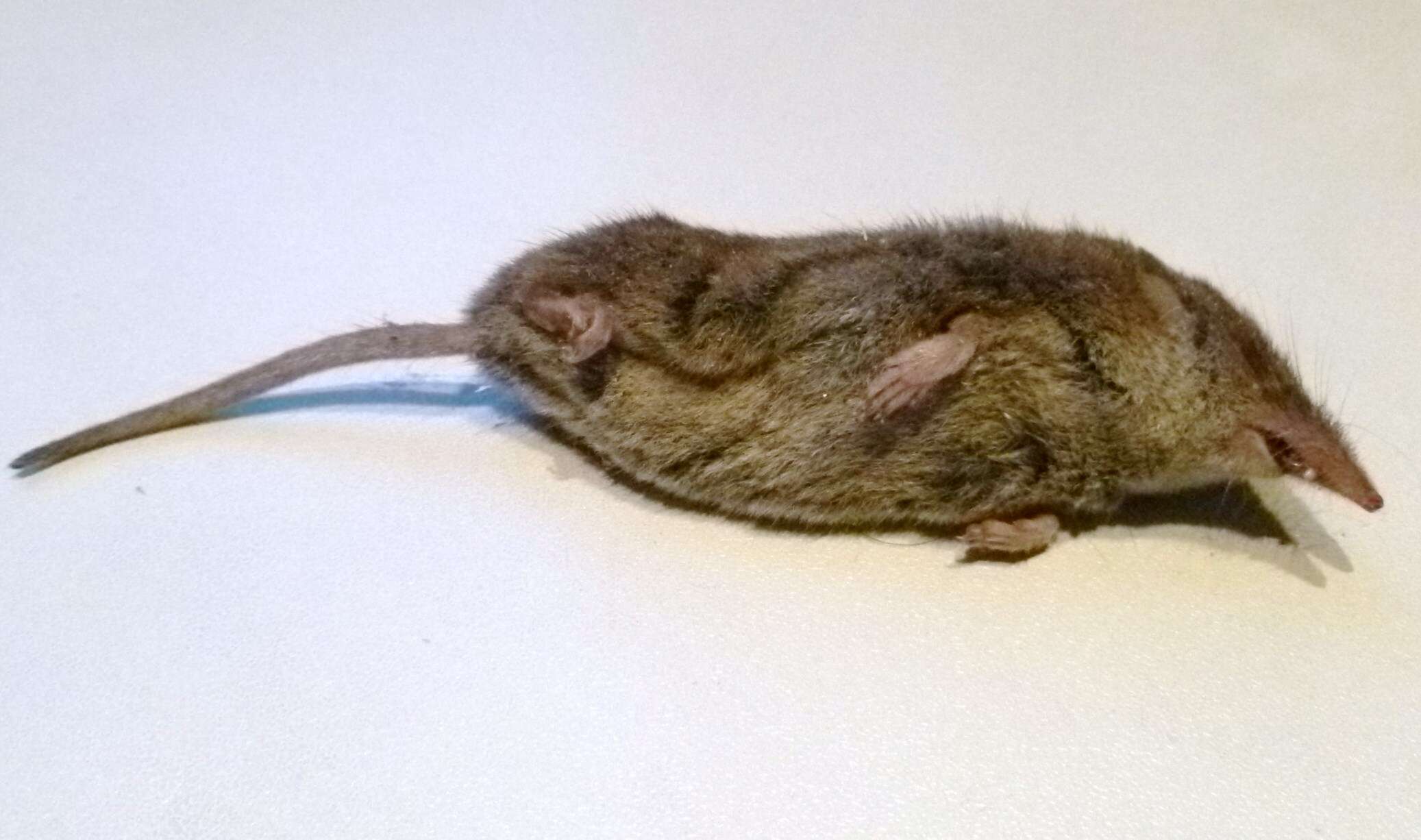 Image of greater white-toothed shrew, house shrew