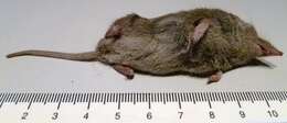 Image of greater white-toothed shrew, house shrew