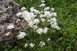 Imagem de Iberis pinnata L.