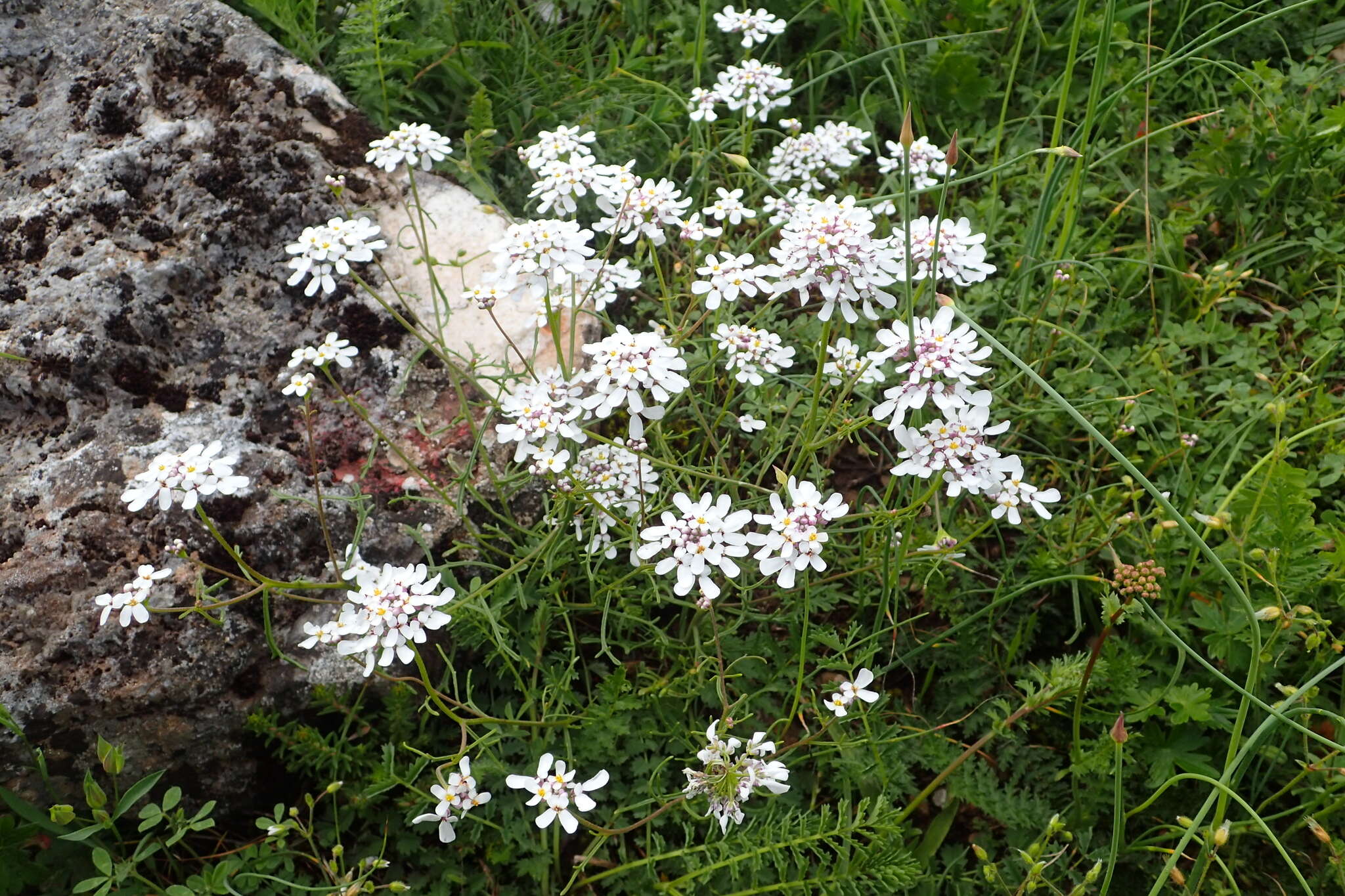 صورة Iberis pinnata L.