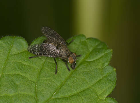 Image of Platystoma