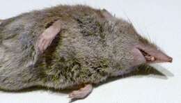 Image of greater white-toothed shrew, house shrew