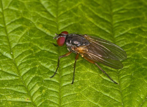 Image of Fannia lustrator (Harris 1780)