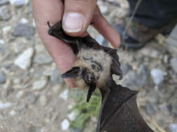 Image de Western small-footed bat