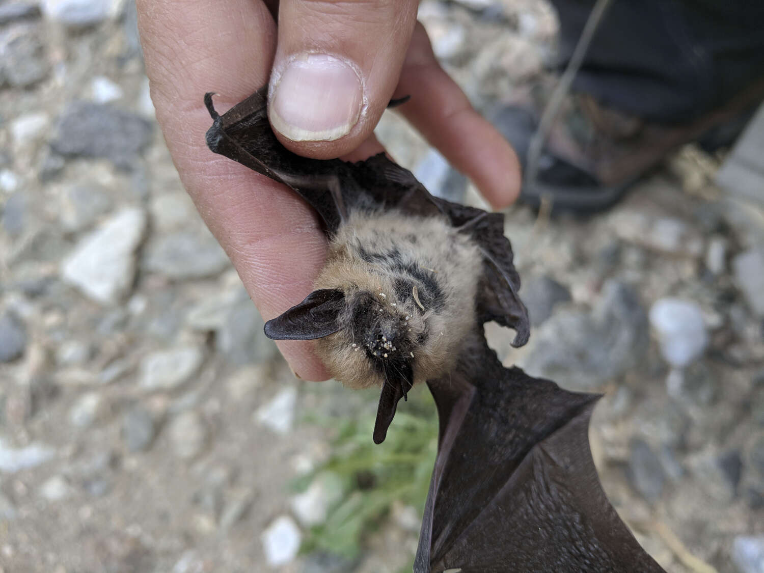 Image de Western small-footed bat