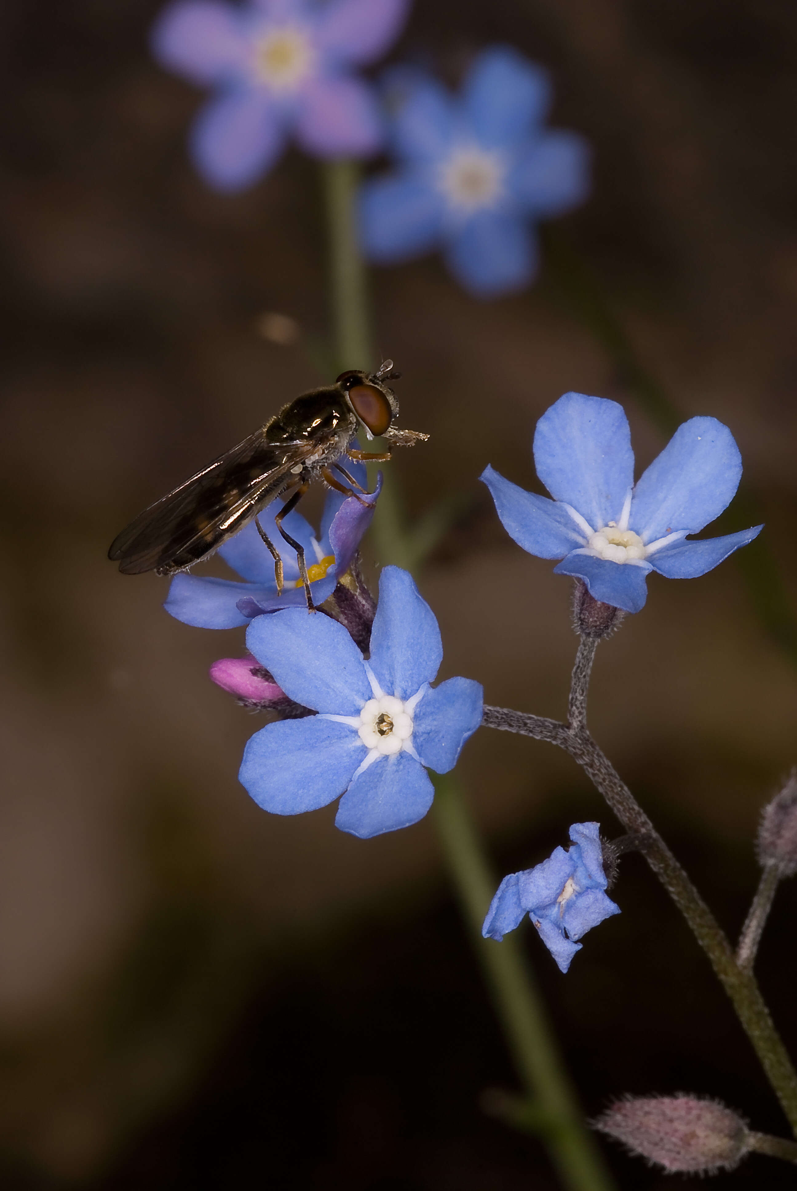 Image of Platycheirus scutatus (Meigen 1822)