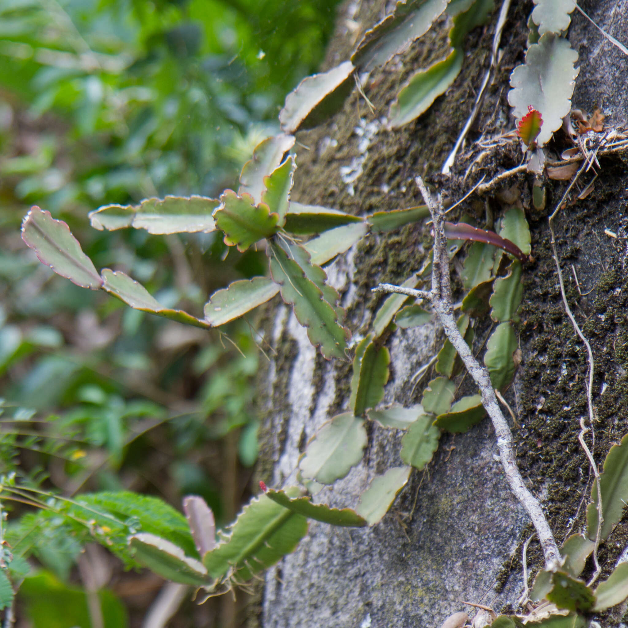 Image of <i>Rhipsalis triangularis</i>