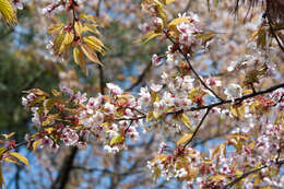 Imagem de Prunus spachiana (Lavallee ex H. Otto) Kitamura