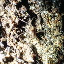 Image of <i>Megalopsalis triascuta</i>