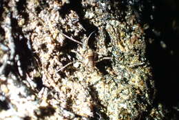 Image of <i>Megalopsalis triascuta</i>