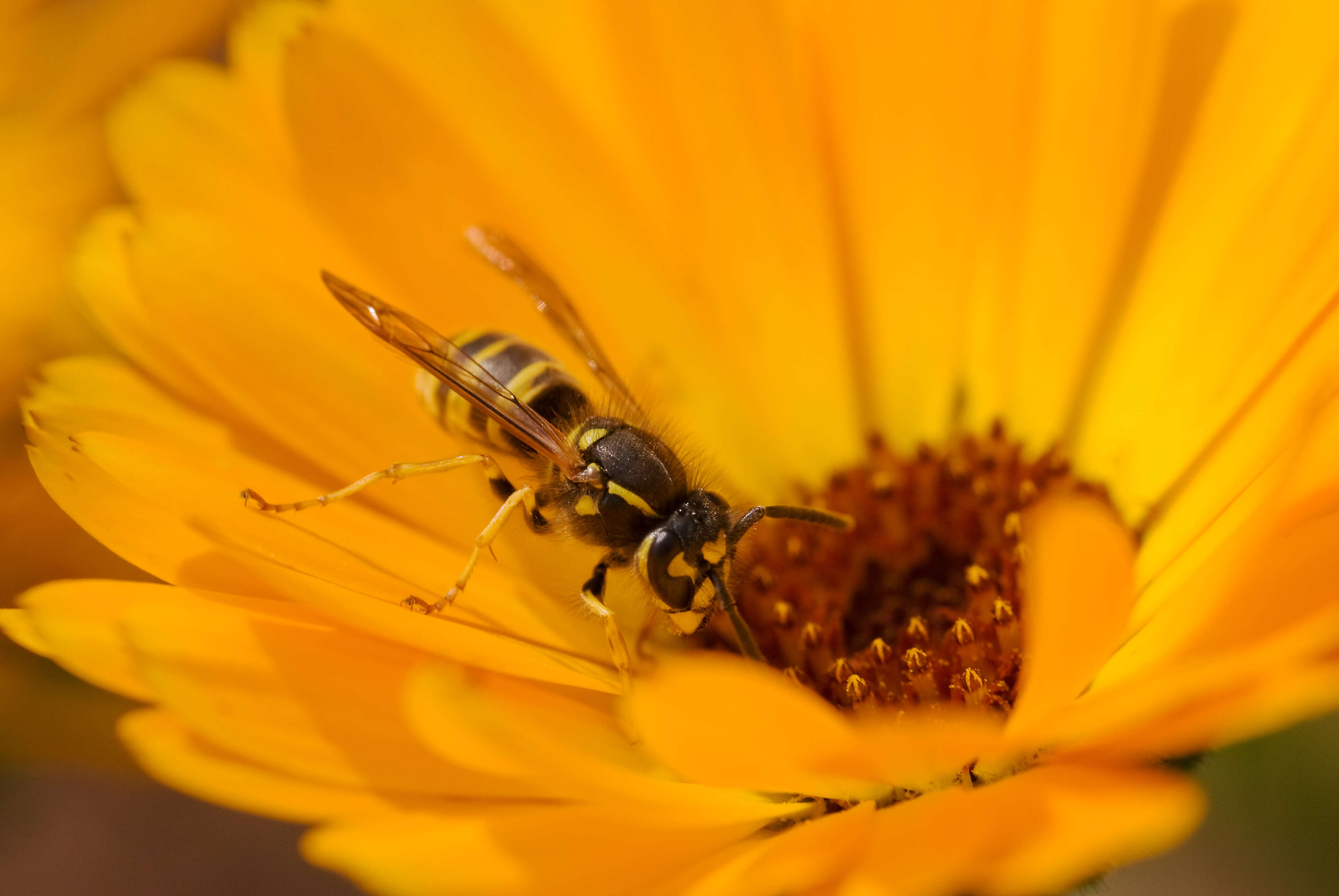 Image of Common wasp