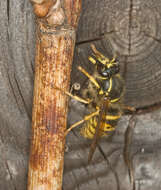 Dolichovespula saxonica (Fabricius 1793)的圖片