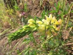 Image of whitewhorl lupine