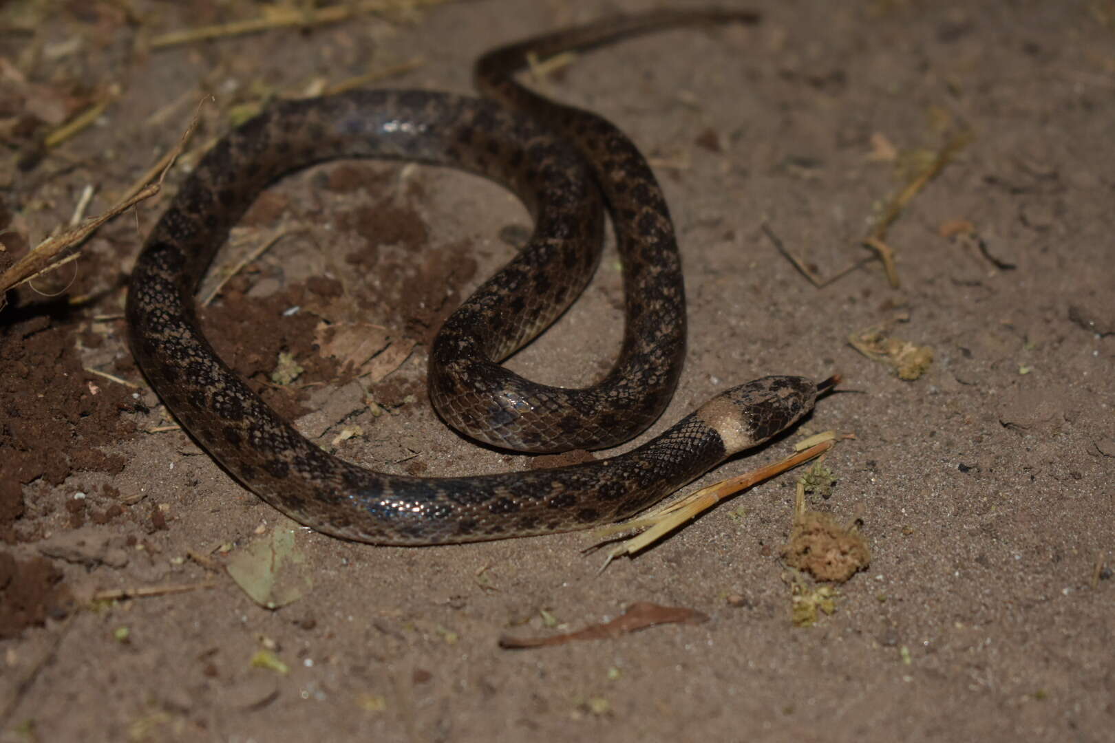 Image of Night Snake