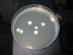 صورة Kluyveromyces