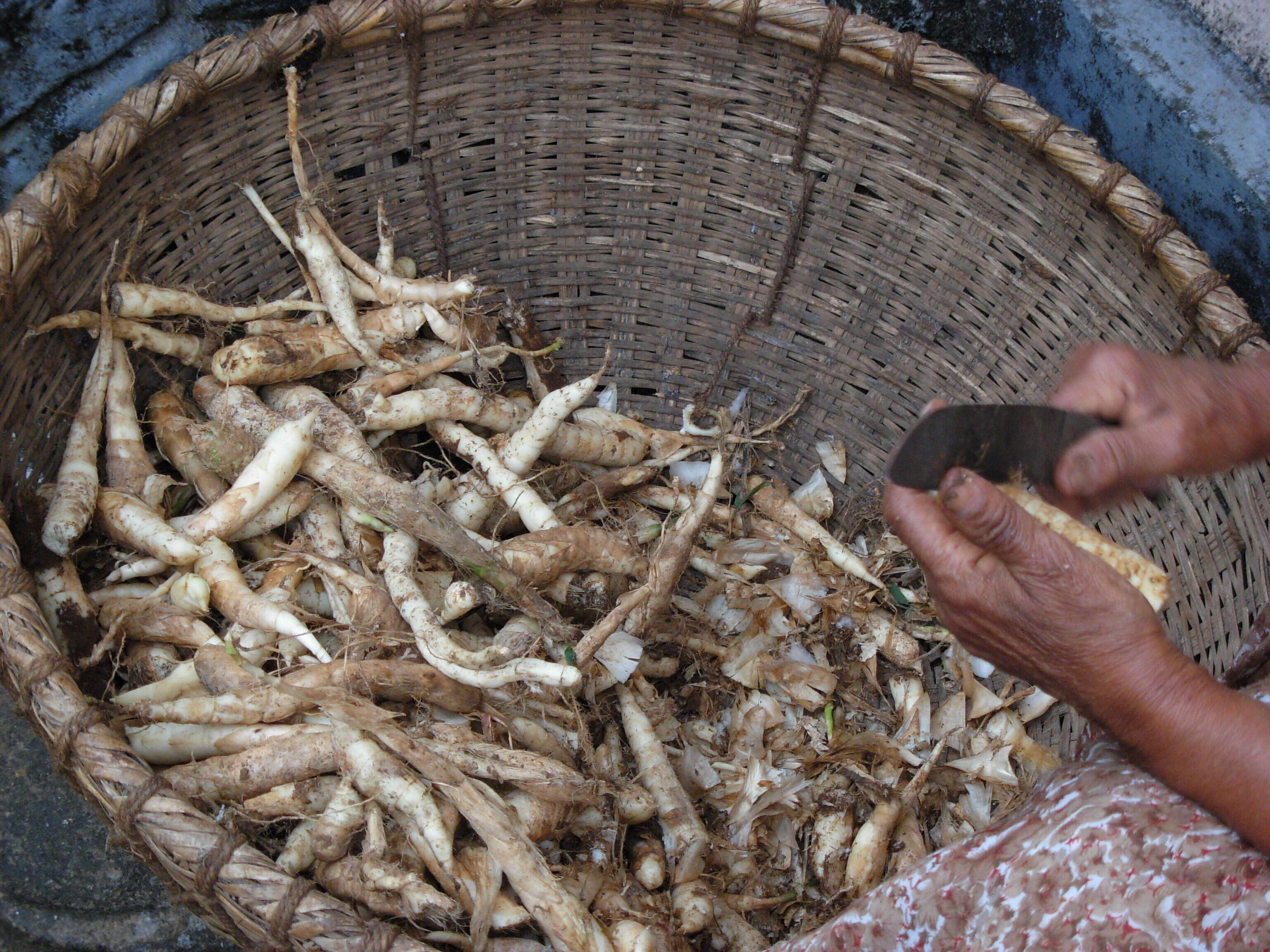 Image of East Indian arrowroot